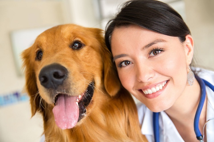 Dog Medical Emergency